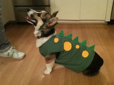 corgi dino costume Corgi Costume, Dino Costume, Diy Dog Costumes, Perro Diy, Pet Boutique, Pet ...