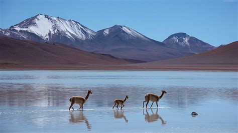 HD wallpaper: Lama, Laguna Blanca, Bolivia, Mountains, 4k, 8k, 16K, PICS | Wallpaper Flare