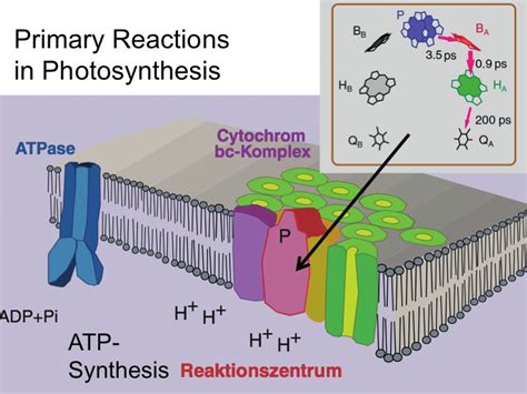 5: Femtosecond spectroscopy is employed to study rapid primary ...