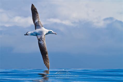 20 Awesome Birds You've Never Heard Of | Owlcation