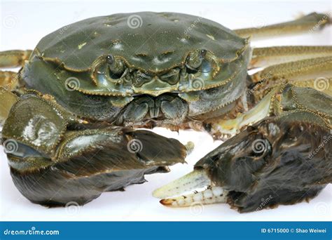 Chinese Mitten Crab stock photo. Image of cookery, dinner - 6715000