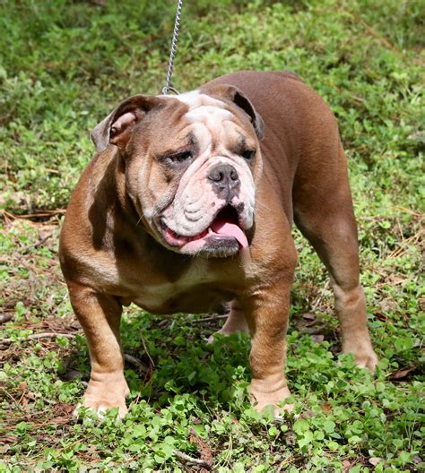 65+ English Bulldog Sale Florida Picture - Bleumoonproductions