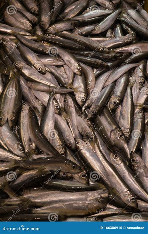 Fresh Baltic Herring, Which is Just Out of the Baltic Sea Stock Photo - Image of food, catch ...