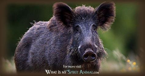 Erymanthian Boar Symbolism & Meaning | Spirit, Totem & Power Animal