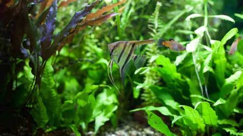 Do Aquarium Plants Need Fertilizer: Beginner Guide