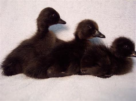 Cayugas : Baby Ducklings for Sale Online | Cackle Hatchery