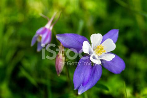 Blooming Blue Columbine Flowers Stock Photo | Royalty-Free | FreeImages