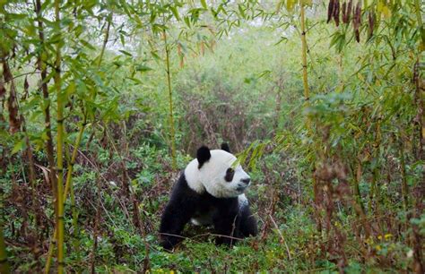 Eight Eco-Friendly Destinations in China | Condé Nast Traveler | Wild panda, Panda habitat ...