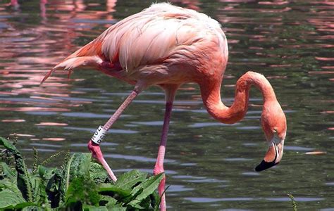 American Flamingo | The Animal Facts | Appearance, Habitat, Behavior