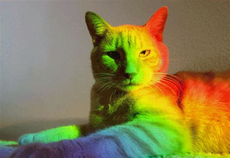 Cat Rainbow Jodi GIFs - Find & Share on GIPHY