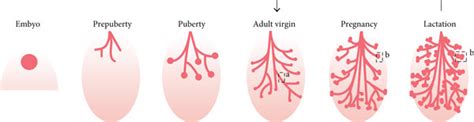 (a) The postnatal mammary gland development is multistage. (b) Two... | Download Scientific Diagram