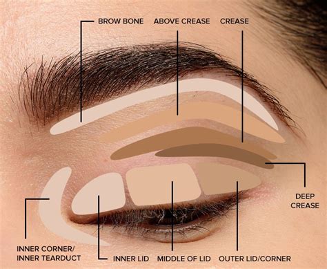 Where to Apply Eyeshadow + Eye Makeup Diagram ( 2020 ) | Приёмы макияжа ...