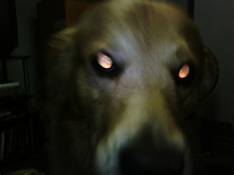 [ninetythree] Alien dog with scary eyes from hell... | Flickr