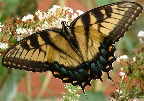 After mating, female tiger swallowtails lay eggs on leaves of host plants. Host plants are the ...