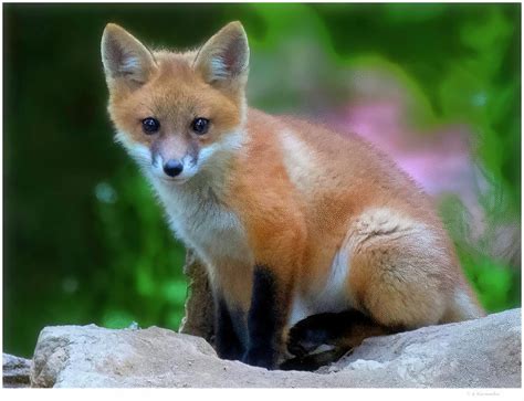 KIt Fox 7826 Photograph by A Macarthur Gurmankin - Fine Art America