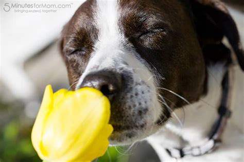 Wordless Wednesday - Go On, Smell the Flowers