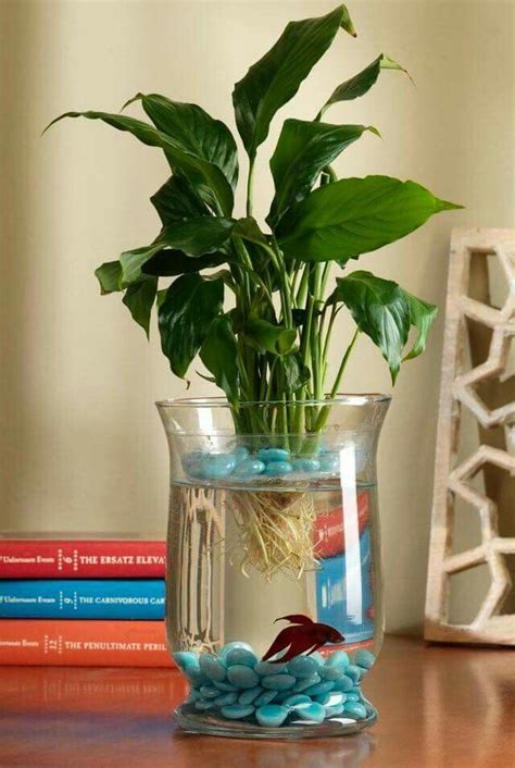 Pez Beta Betta Fish Tank, Beta Fish, Fish Tanks, Betta Fish Bowl, Fish In A Bowl, Vase Fish Tank ...