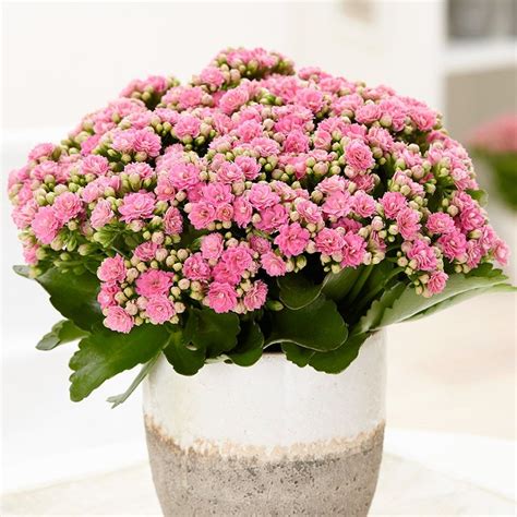 Kalanchoe blossfeldiana 'Don Nando (PBR)' - pink flaming katy ...