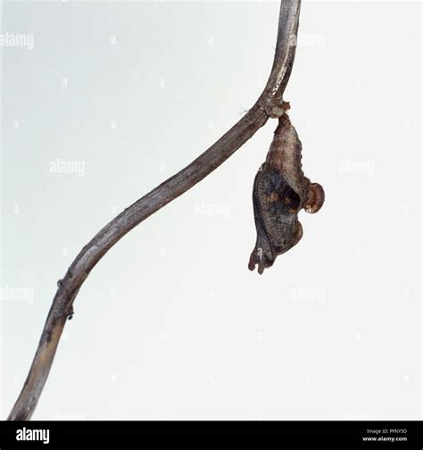 A butterfly beginning to hatch from its cocoon Stock Photo - Alamy