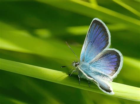 Do Butterflies Poop? (Shocking Truth!) | Wildlife Welcome