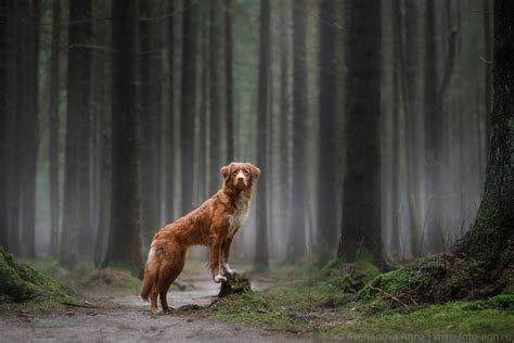 foggy forest - null | Foggy forest, Dog photos, Dog photography