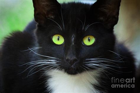 Black Cat With Beautiful Green Eyes Photograph by Jerry Cowart - Fine Art America