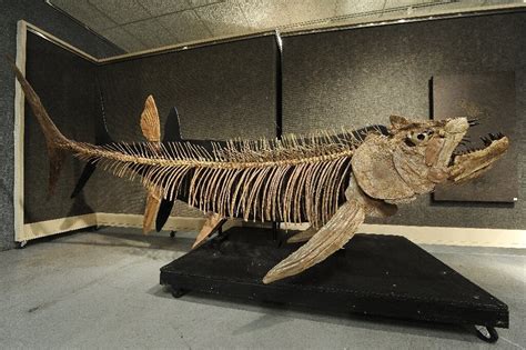 Fossil of giant 70m year-old fish found in Argentina : Paleontology