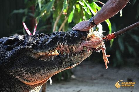 Cassius the crocodile hits the 120-year milestone on his Green Island ...