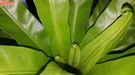 How to care for a Bird's Nest Fern and propagation💕Gardening With Susie ...