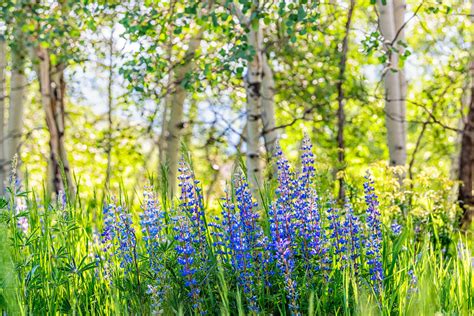 Spring Wildflowers Put on a Magnificent Show - Colorado Homes & Lifestyles