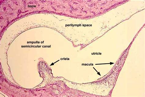 Histology at SIU