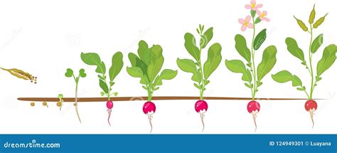 Radish Life Cycle. Stages Of Radish Growth From Seed And Sprout To ...