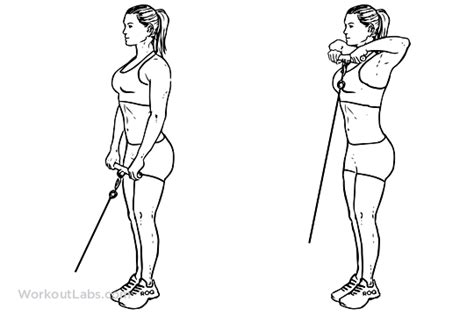 Cable Upright Row | Illustrated Exercise guide - WorkoutLabs