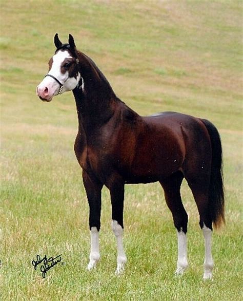 Pikhasso 2004 Bay sabino Arabian stallion by Khartoon Khlassic. He is a full sibling to the ...