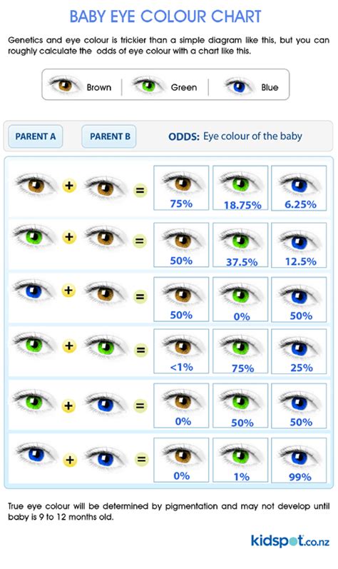 eye colour genetics how to apply eye color understanding - two brown eyed parents bb have a baby ...
