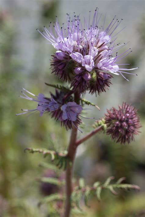 Phacelia tanacetifolia – The Watershed Nursery