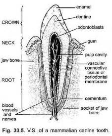 Structure of Teeth (With Diagram) | Mammals | Zoology