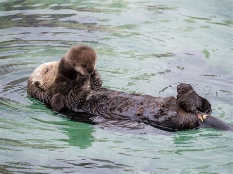 Seals, Otters, Natures Love