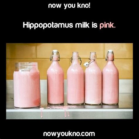 Hippopotamus milk is pink | Pink milk, Milkshake, Strawberry milkshake