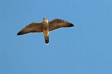 peregrine falcon in flight - Google Search | Peregrine falcon ...