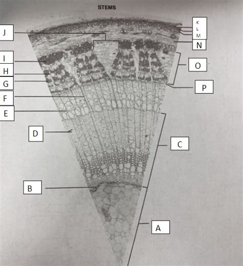 Woody Stem Triangle Diagram - Botany Lab Diagram | Quizlet