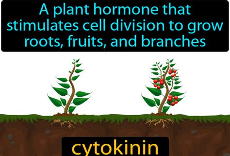 Plant Hormones: Functions, Types, and Diagram