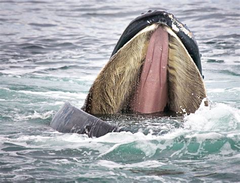 For baleen whales, plastic pollution has become a bigger threat than oil - Earth.com