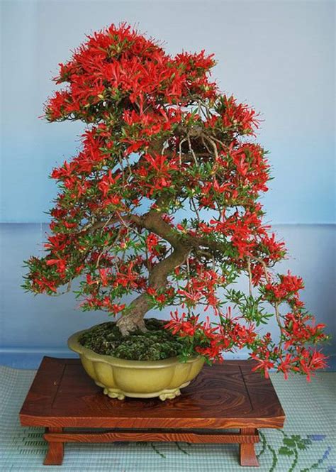 10 Flame Tree Bonsai Seeds Fast Growing Tree Seeds Flowering - Etsy