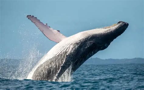 KAIKOURA WHALE WATCHING - All You Need To know