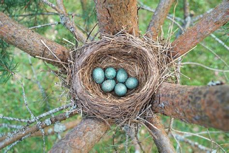 Eggs of a Wild Bird Thrush Lying in the Nest on the Ptine Tree Stock Image - Image of green ...