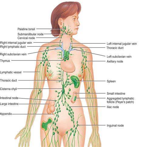 Female Lymphatic System Diagram - koibana.info | Lymphatic system, Lymphatic system diagram ...