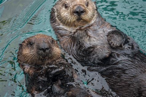 SOAW: Sea Otter Viewing Station at Oregon Zoo - Elakha Alliance