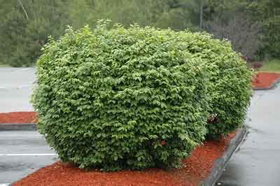 ≫ Pruning Euonymus shrub【How to prune golden euonymus】