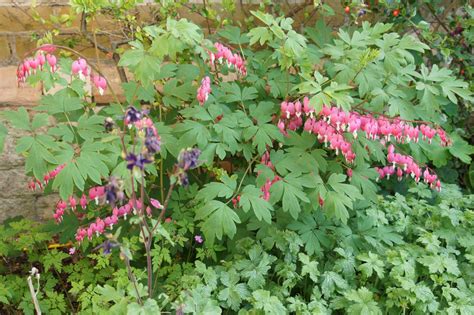 pink and purple flowers in the garden next to a brick wall with green leaves on it